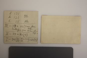 Media type: image;   Invertebrate Zoology ECH-7196 Description: Preserved specimen.;